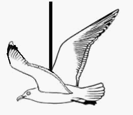 mouette