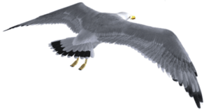 seagull