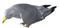 seagull