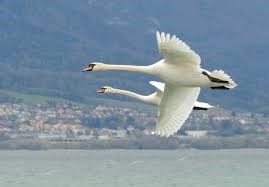 cygnes