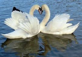 cygnes